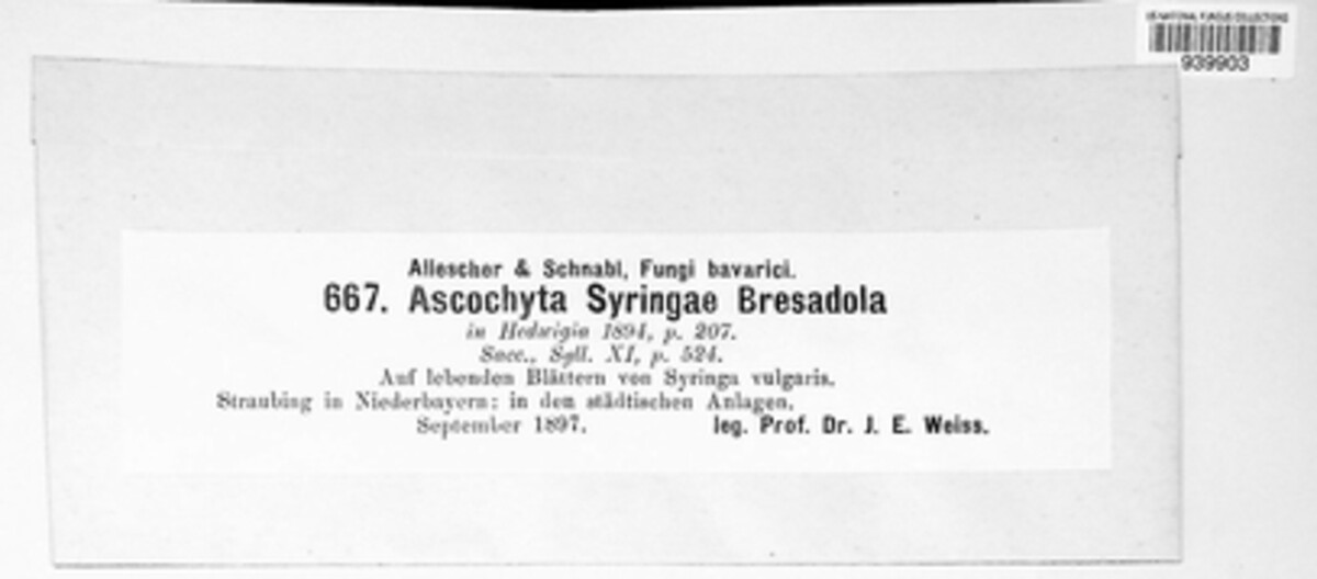 Ascochyta syringae image